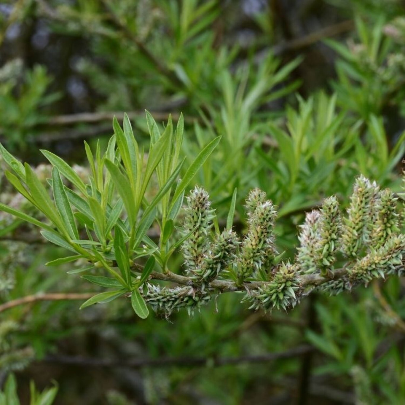 Salix viminalis - 120-150 CM bare root 0/1 1-2 branche